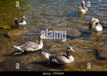 Greylag geese, Anser anser, on Tarn Hows lake in Lake District National Park, Cumbria, UK Stock Photo