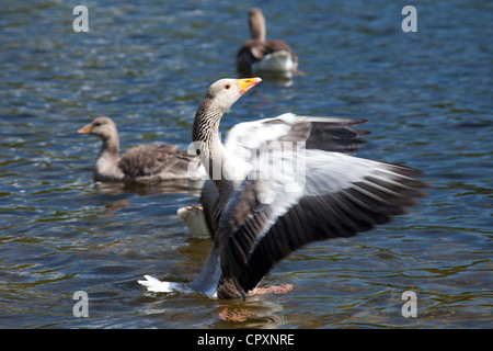 Graylag goose, Anser anser, flapping wings on Tarn Hows lake in the Lake District National Park, Cumbria, UK Stock Photo