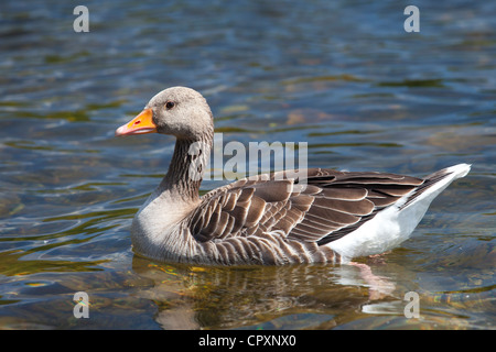 Graylag goose, Anser anser, on Tarn Hows lake, in the Lake District National Park, Cumbria, UK Stock Photo