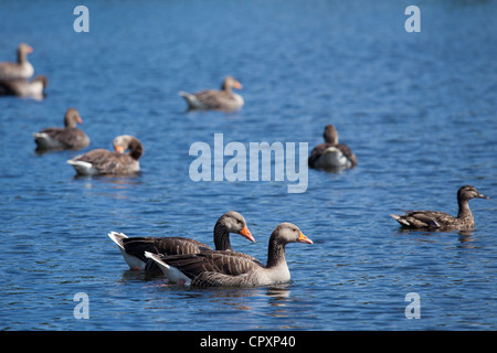 Greylag geese, Anser anser, and mallard duck on Tarn Hows lake in Lake District National Park, Cumbria, UK Stock Photo