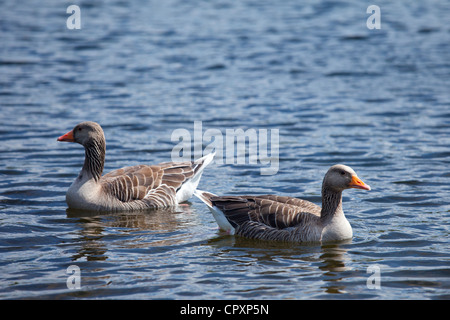 Graylag geese, Anser anser, on Tarn Hows lake, in the Lake District National Park, Cumbria, UK Stock Photo