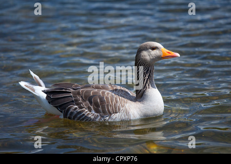 Graylag goose, Anser anser, on Tarn Hows lake, in the Lake District National Park, Cumbria, UK Stock Photo