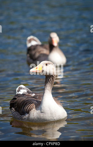 Graylag geese, Anser anser, on Tarn Hows lake, in the Lake District National Park, Cumbria, UK Stock Photo