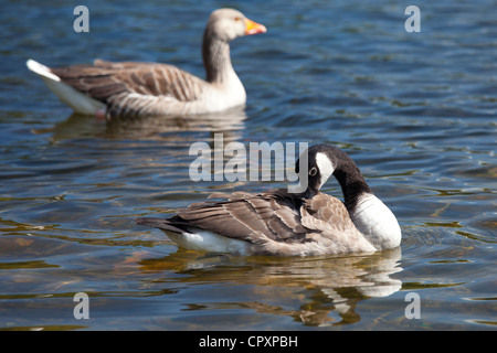 Graylag goose, Anser anser, and Canada Goose, Branta canadensis, on Tarn Hows lake, the Lake District National Park, Cumbria, UK Stock Photo