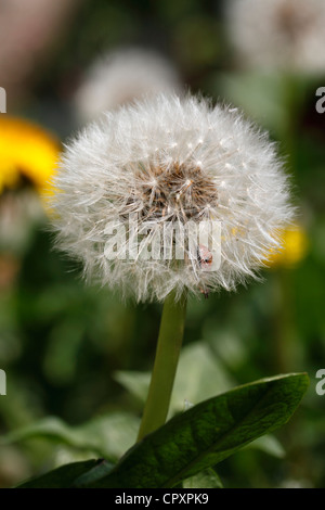 Dandelion Taraxacum officinale, The dandelion is a perennial, herbaceous plant with long, lance-shaped leaves. They're so deeply Stock Photo