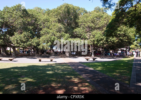 Banyan tree in Lahaina on Maui. Stock Photo