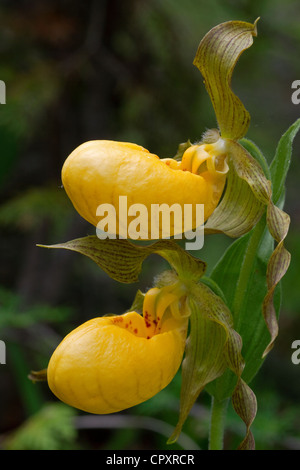 Large Yellow Lady's-Slipper Orchid Cypripedium calceolus variety pubescens Michigan USA Stock Photo