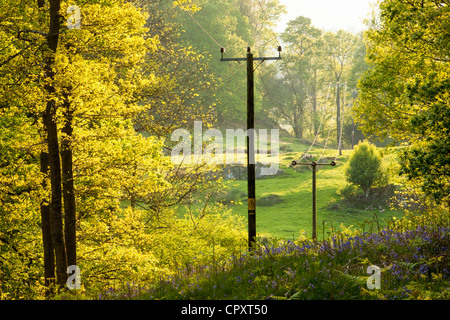 Power lines cut through a woodland near Ambleside, Lake District, UK. Stock Photo