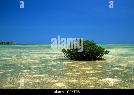 Cuba, Ciego de Avila Province, Cayo Guillermo, lagoon