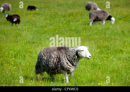 Traditional Herdwick sheep at Eskdale in the Lake District National Park, Cumbria, UK Stock Photo