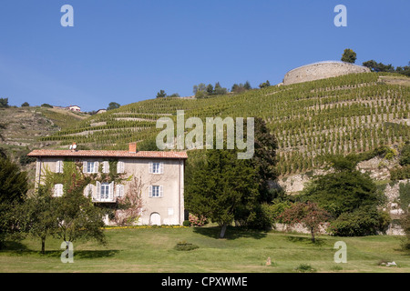 France Rhone Condrieu et Ampuis vineyard of AOC cote rotie Georges Vernay wine producing domain Vernon wine producing domain Stock Photo