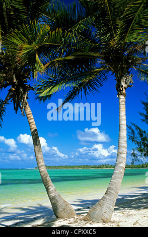 Dominican Republic, Altagracia province, Punta Cana, Playa Bavaro, coconut trees Stock Photo