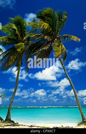Dominican Republic, Altagracia province, Punta Cana, coconut trees Stock Photo