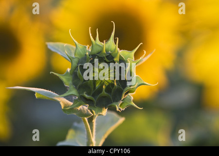 Close-up image of a sunflower bud in a field. Stock Photo
