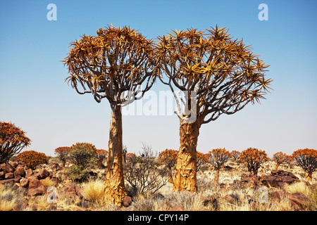 Quiver tree in Namibia, Africa Stock Photo