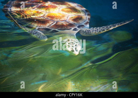 turtle Stock Photo