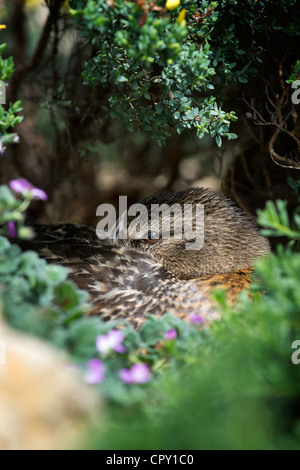 Anas platyrhynchos. Female Mallard duck sitting on egges whilst nesting amongst plants Stock Photo