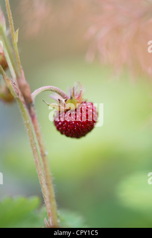 Fragaria vesca. Woodland Strawberry fruit. Wild strawberry Stock Photo