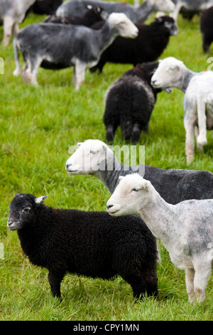 Herdwick sheep and lambs at Westhead Farm by Thirlmere in the Lake District National Park, Cumbria, UK Stock Photo