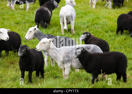 Herdwick sheep and lambs at Westhead Farm by Thirlmere in the Lake District National Park, Cumbria, UK Stock Photo