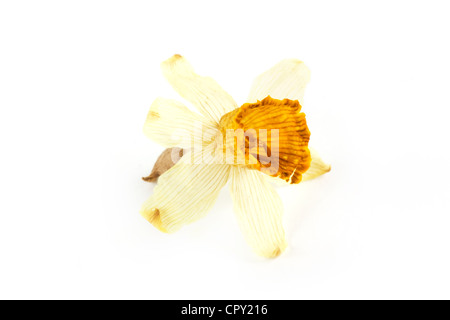 Dried dead flower over white Stock Photo