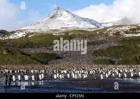 King Penguin colony at Salisbury Plain, South Georgia Stock Photo