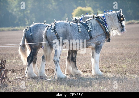 Pair Shire Horses Resting at Ploughing Match Stock Photo