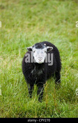 Herdwick sheep lamb at Westhead Farm by Thirlmere in the Lake District National Park, Cumbria, UK Stock Photo