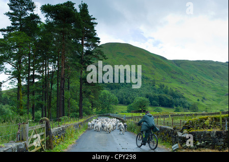 Herdwick sheep with shepherd by Westhead Farm by Thirlmere in the Lake District National Park, Cumbria, UK Stock Photo