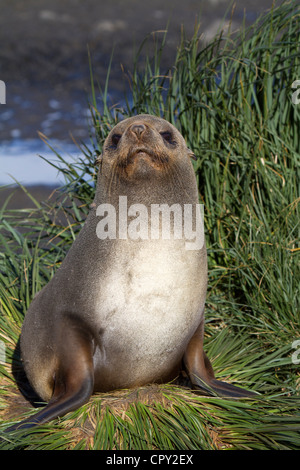 Female Antarctic Fur Seal, Salisbury Plain, South Georgia Island Stock Photo