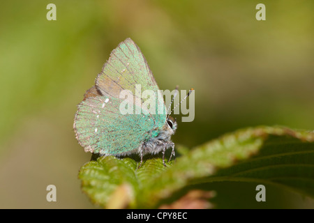 Green Hairstreak, Callophrys rubi, butterfly, Dorset, UK Stock Photo