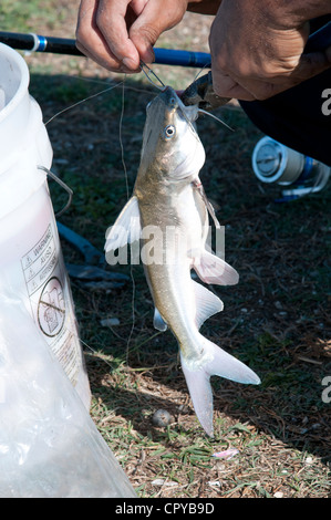 Fisherman removing the hook from a Catfish USA Stock Photo