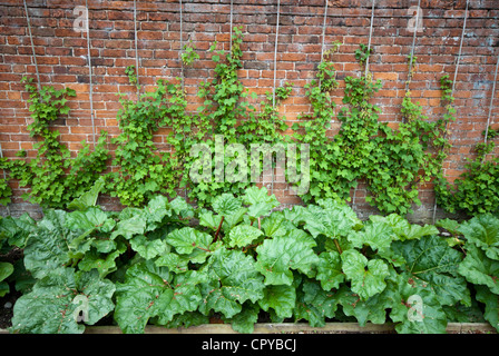 Espalier soft fruit bushes growing in a country walled garden Stock Photo