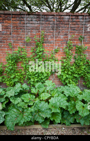 Espalier soft fruit bushes growing in a country walled garden Stock Photo