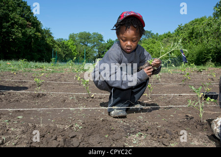 Volunteers plant tomatoes at D-Town Farm, a urban farm in Detroit's Rouge Park. Stock Photo