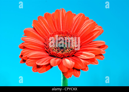 Close-up of Gerbera also known as African Daisy, Transvaal Daisy, and Barberton Daisy Stock Photo