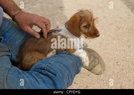 Young Dachshund dog. The breed, of German origin, was originally used to dig badgers out of their setts. Stock Photo