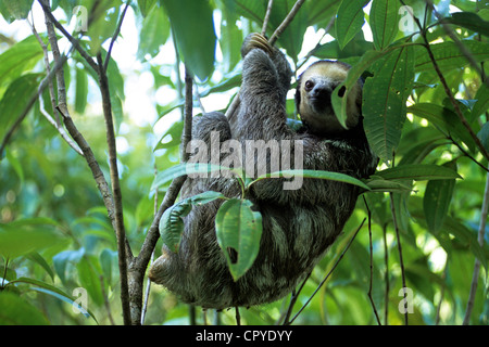 France, French Guiana (overseas department), three toed sloth (Bradypus tridactylus) Stock Photo