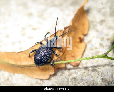 BLACK VINE WEEVIL Otiorhynchus sulcatus  in Berkshire, England. Photo Tony Gale Stock Photo