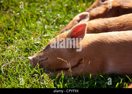 Tamworth piglets at the Cotswold Farm Park at Guiting Power in the Cotswolds, Gloucestershire, UK Stock Photo