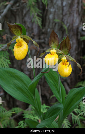 Large Yellow Lady's-Slipper Orchid Cypripedium calceolus variety pubescens Michigan USA Stock Photo