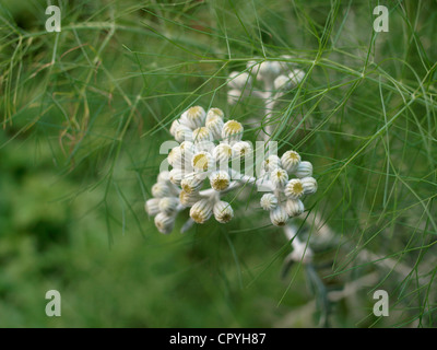 Yellow buds of gray plant - Silver Ragwort (Senecio cineraria), among different green plants Stock Photo