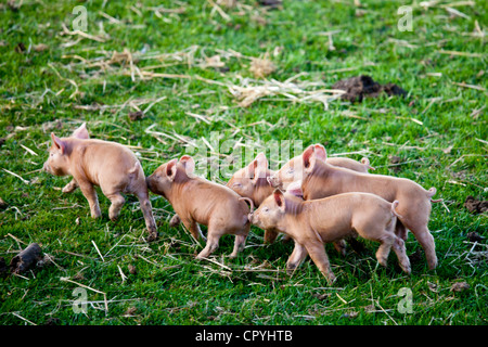 Tamworth piglets at the Cotswold Farm Park at Guiting Power in the Cotswolds, Gloucestershire, UK Stock Photo