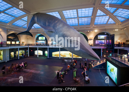 United States, New York, American Museum of Natural History Stock Photo