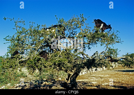 Morocco, Essaouira, goats climbing in argan tree for eating young leaves Stock Photo