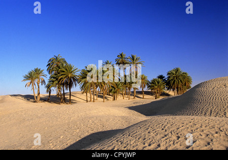 Tunisia, Kebili Governorate, Douz, sand dunes of the Grand Erg, datte palms in direction of the oasis of Ksar Ghilane Stock Photo