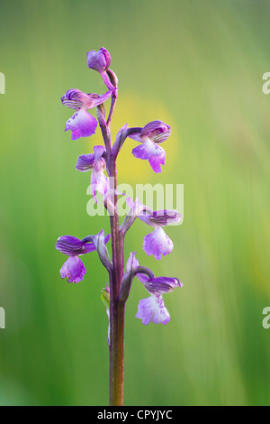 Green Veined Orchid in English Summer Meadow Stock Photo