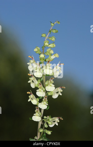 WOOD SAGE Teucrium scorodonia (Lamiaceae) Stock Photo