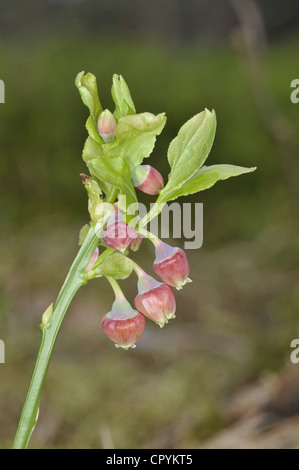 BILBERRY Vaccinium myrtillus (Ericaceae) Stock Photo