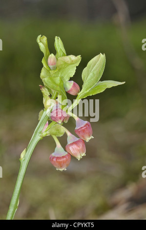 Bilberry (Vaccinium myrtillus), Ericaceae Stock Photo - Alamy